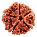 5 Mukhi Rudraksha